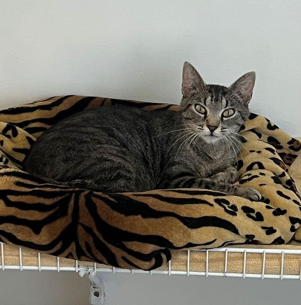 Precious, Adoptable, Young Female Domestic Short Hair.