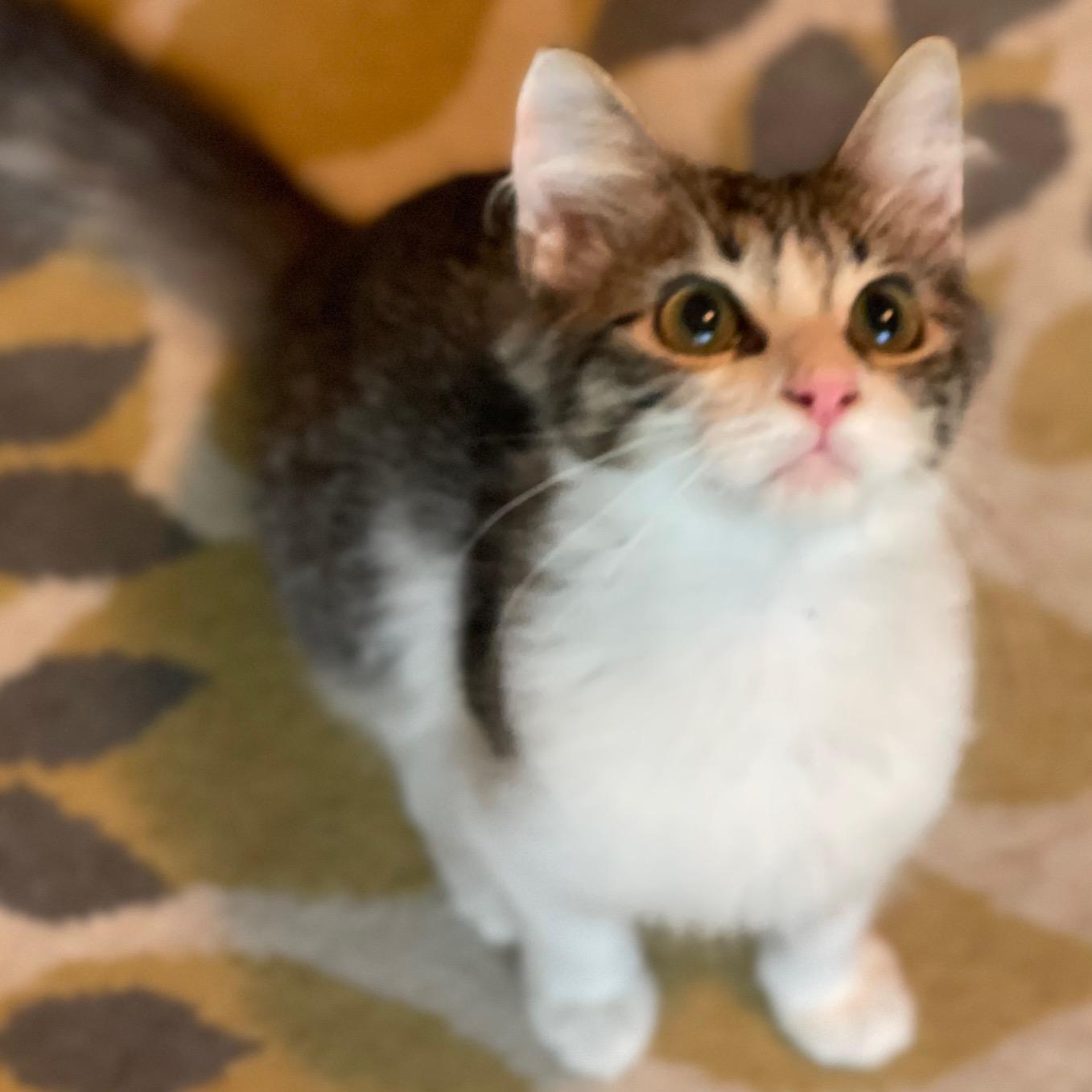 Enlarge Murray Purry, a Adoptable mixed breed in Racine, WI image 3/3