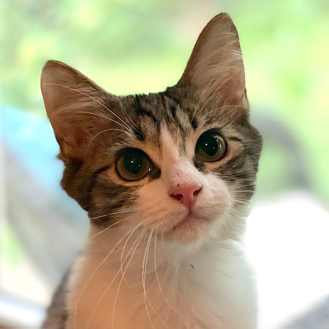 Murray Purry, Adoptable, Kitten Male Domestic Medium Hair & Tabby.