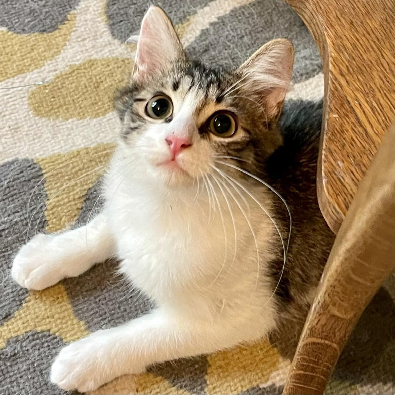 Enlarge Murray Purry, a Adoptable mixed breed in Racine, WI image 2/3
