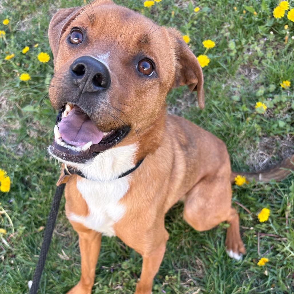 Enlarge Jade (Epiphone), a Adoptable mixed breed in St Joseph, MO image 2/2