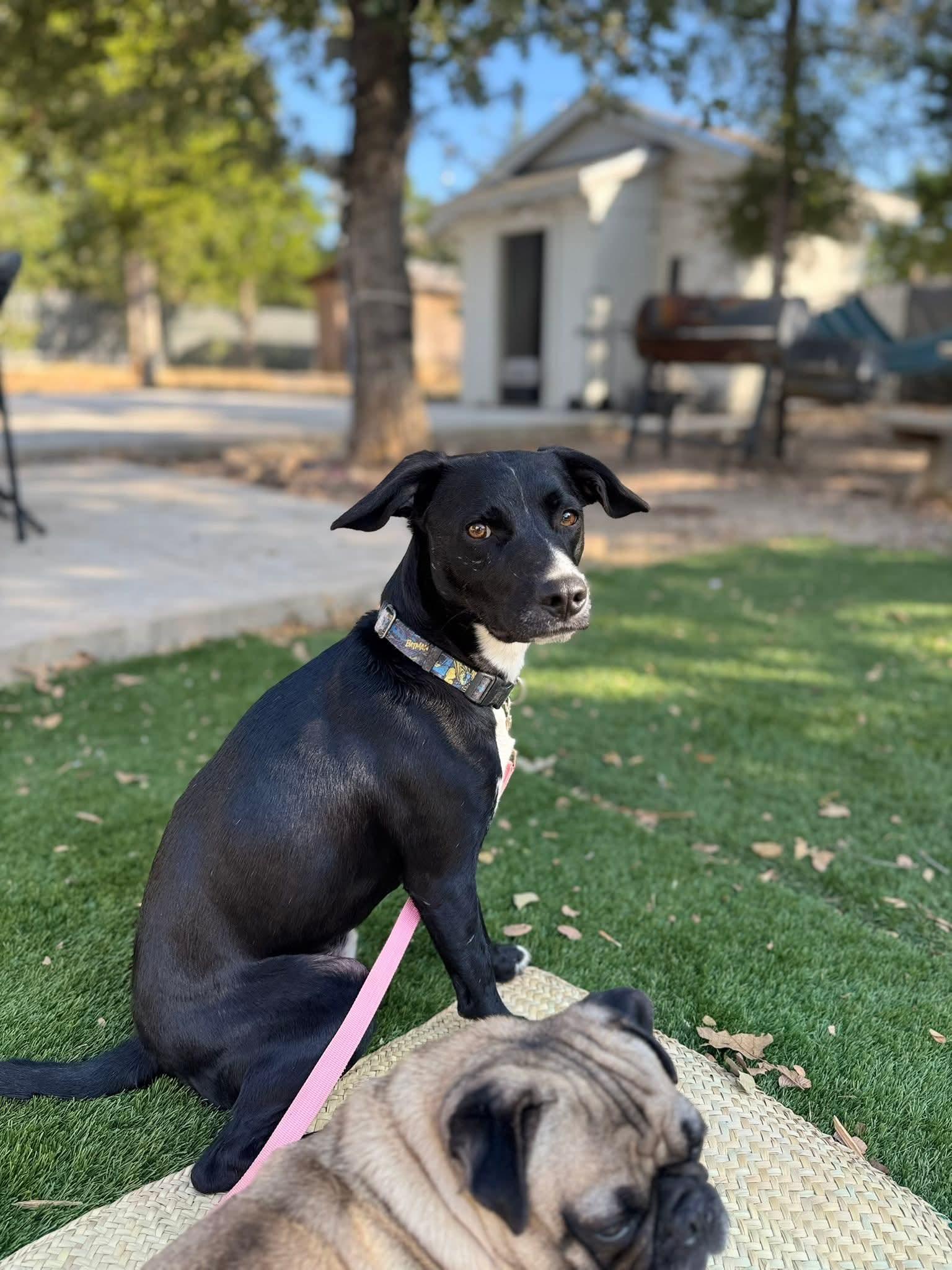 Enlarge Astro (27lb), a Adoptable mixed breed in Billings, MT image 5/6