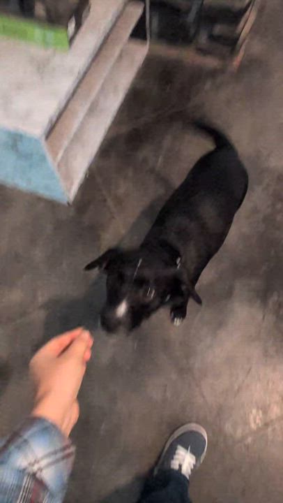 Enlarge Astro (27lb), a Adoptable mixed breed in Billings, MT video 3/6