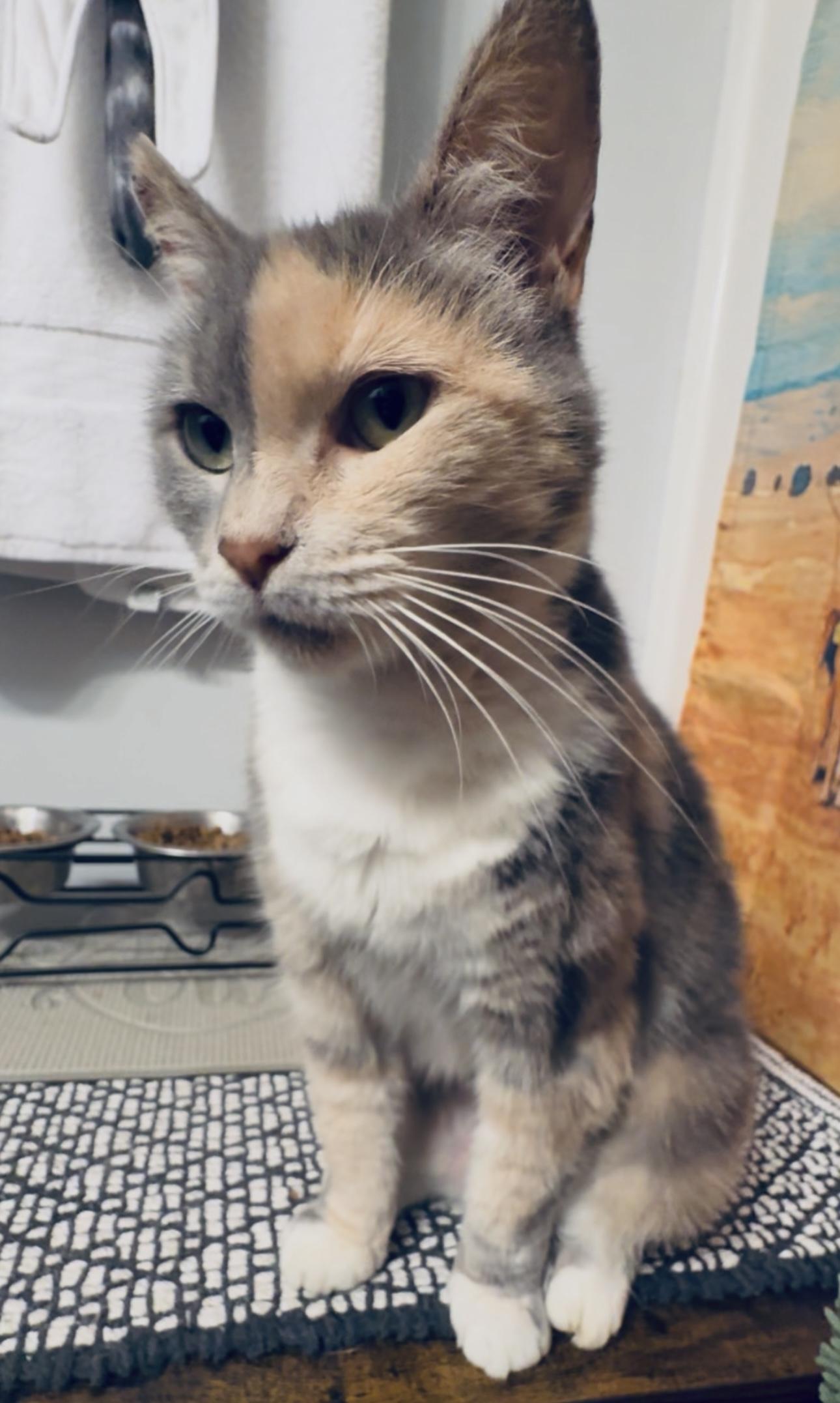 Harley Quinn (Community Assist)