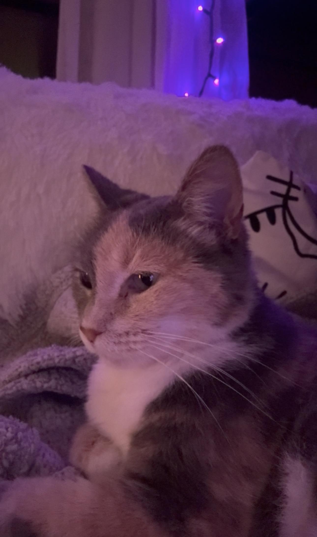 Harley Quinn thumbnail 4