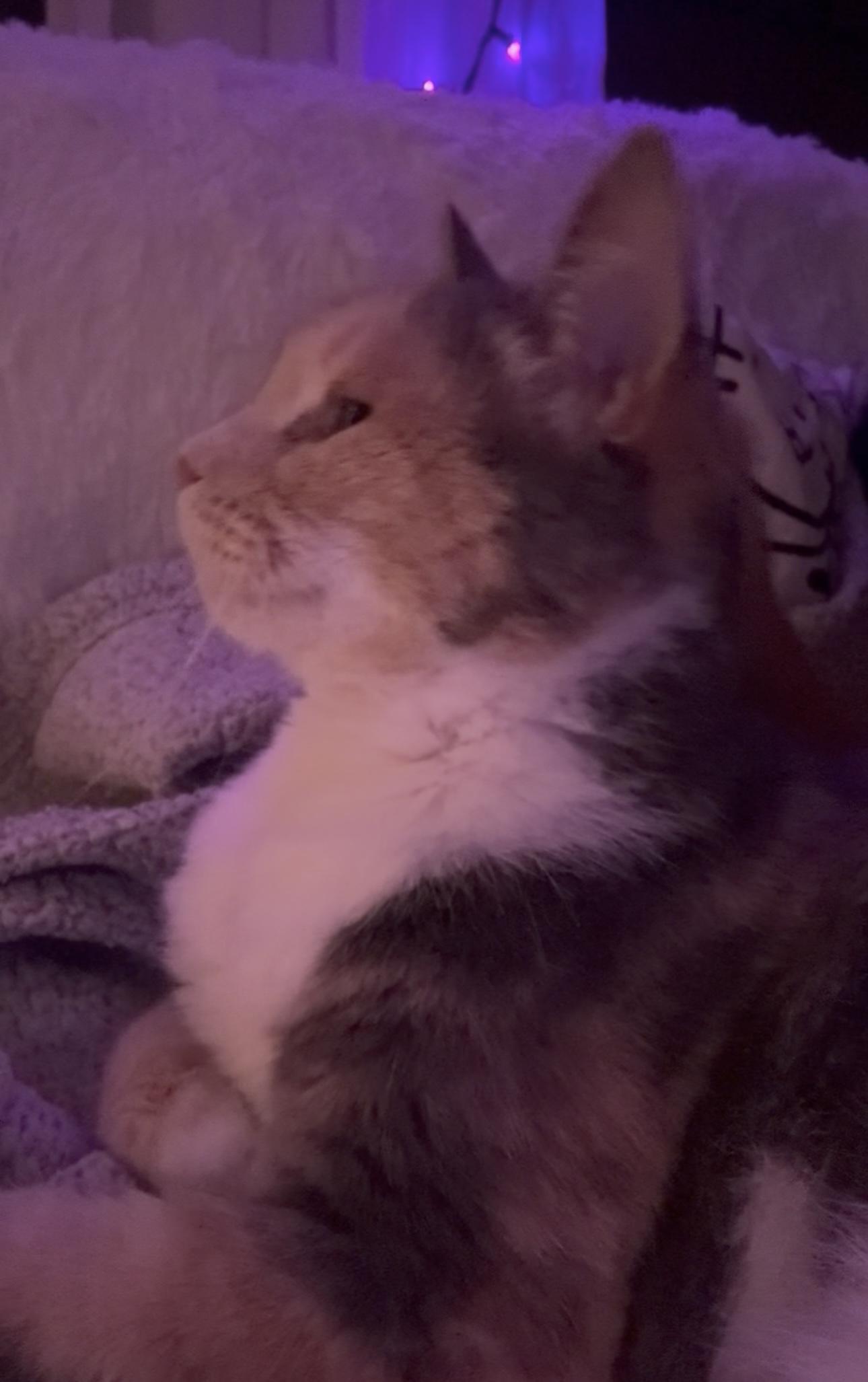 Harley Quinn (Community Assist)