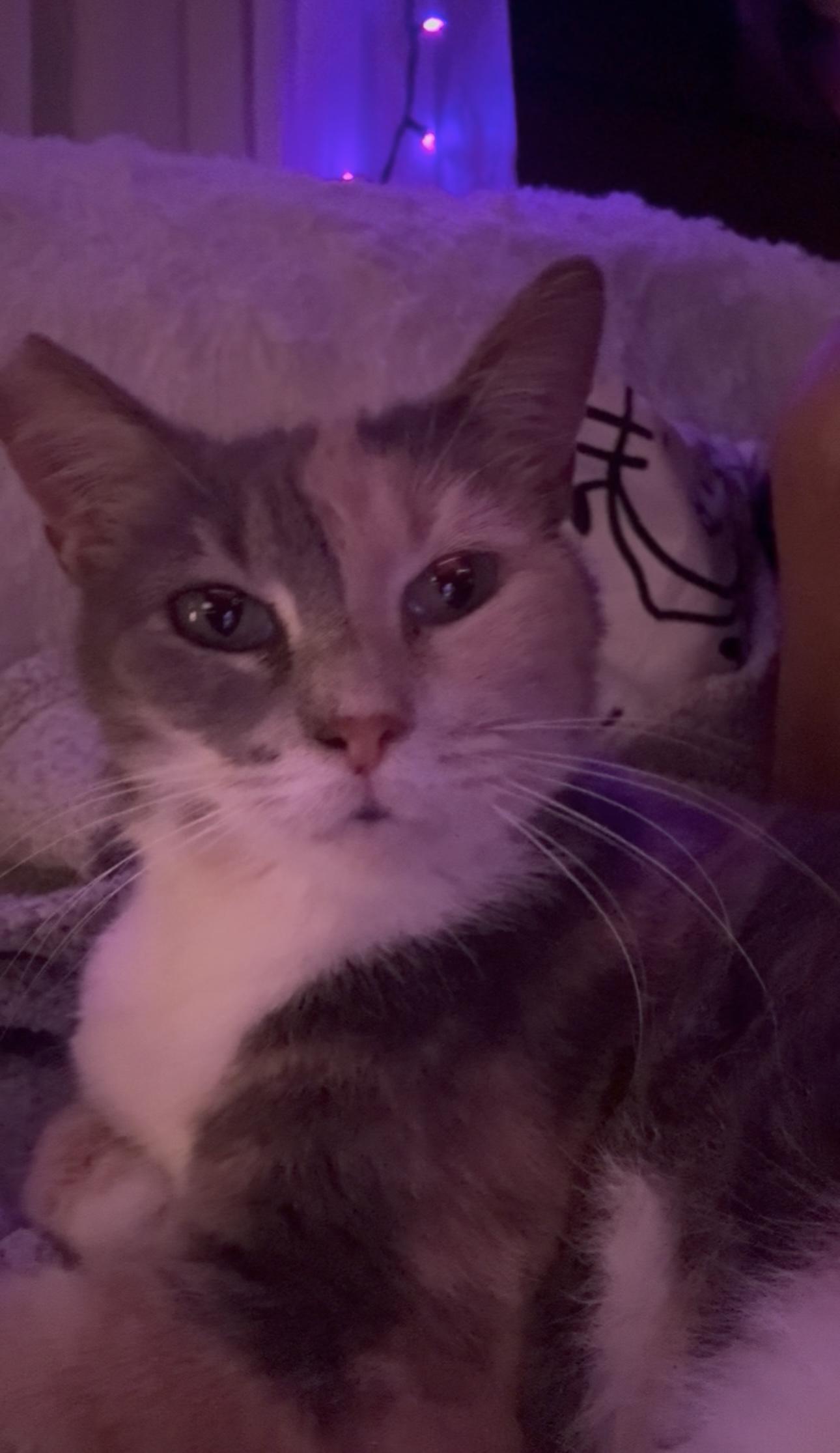 Harley Quinn thumbnail 6