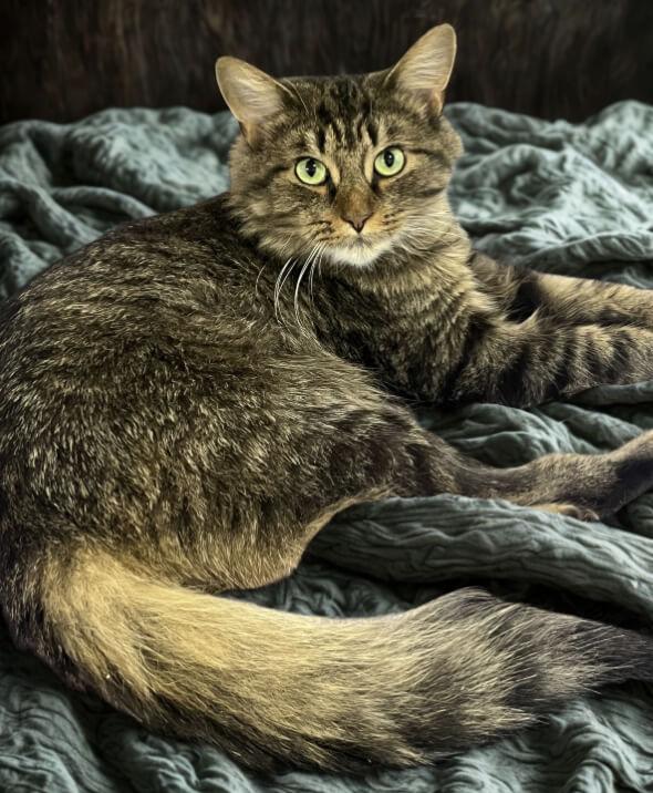 JINGLES, ADOPTABLE, Adult Male Domestic Medium Hair.