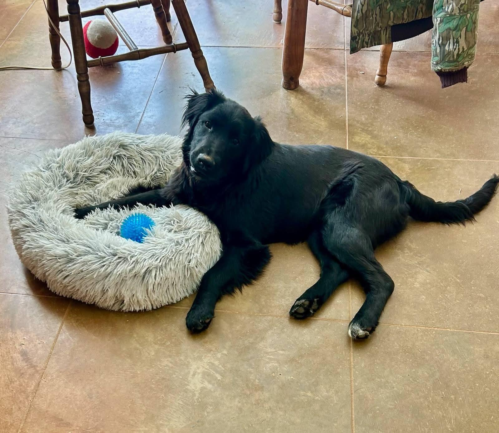 Haley, ADOPTABLE, Puppy Female Mixed Breed.