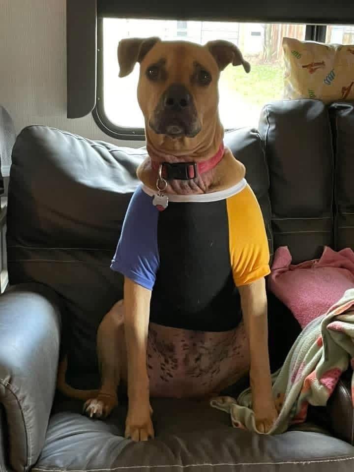 William, ADOPTABLE, Adult Male Mixed Breed.