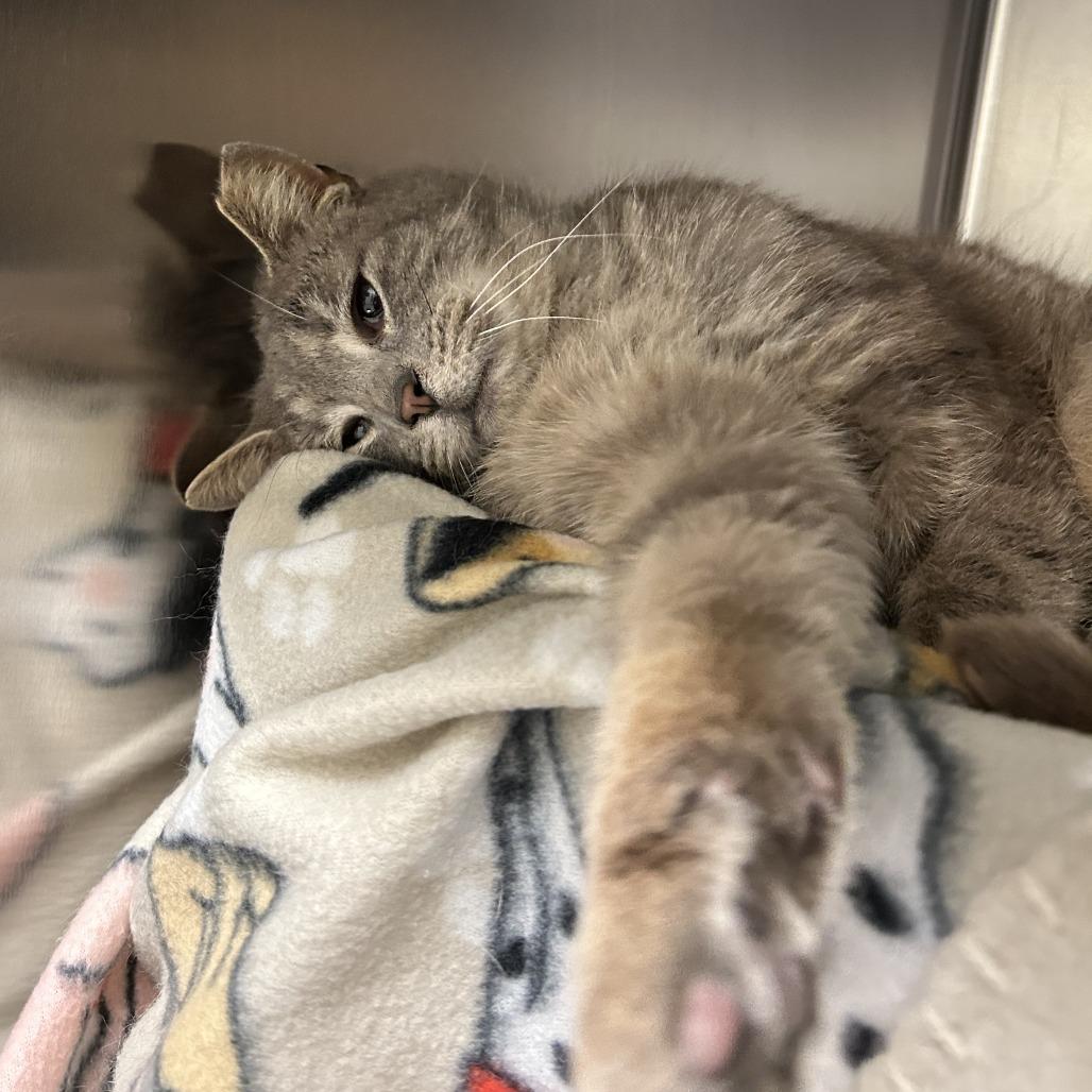 Candy Hearts, Adoptable, Adult Male Domestic Short Hair.