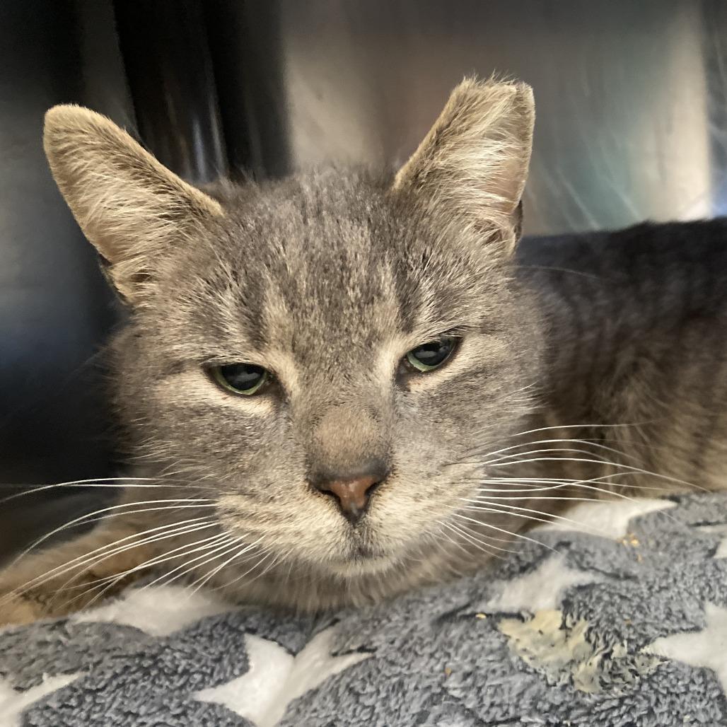 Candy Hearts, a Adoptable Domestic Short Hair in Charlottesville, VA image 2/6