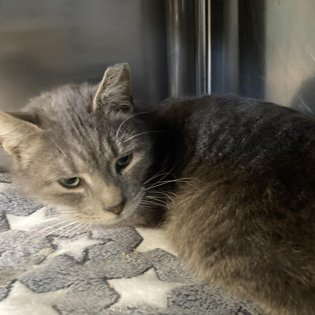 Candy Hearts, a Adoptable Domestic Short Hair in Charlottesville, VA image 3/6