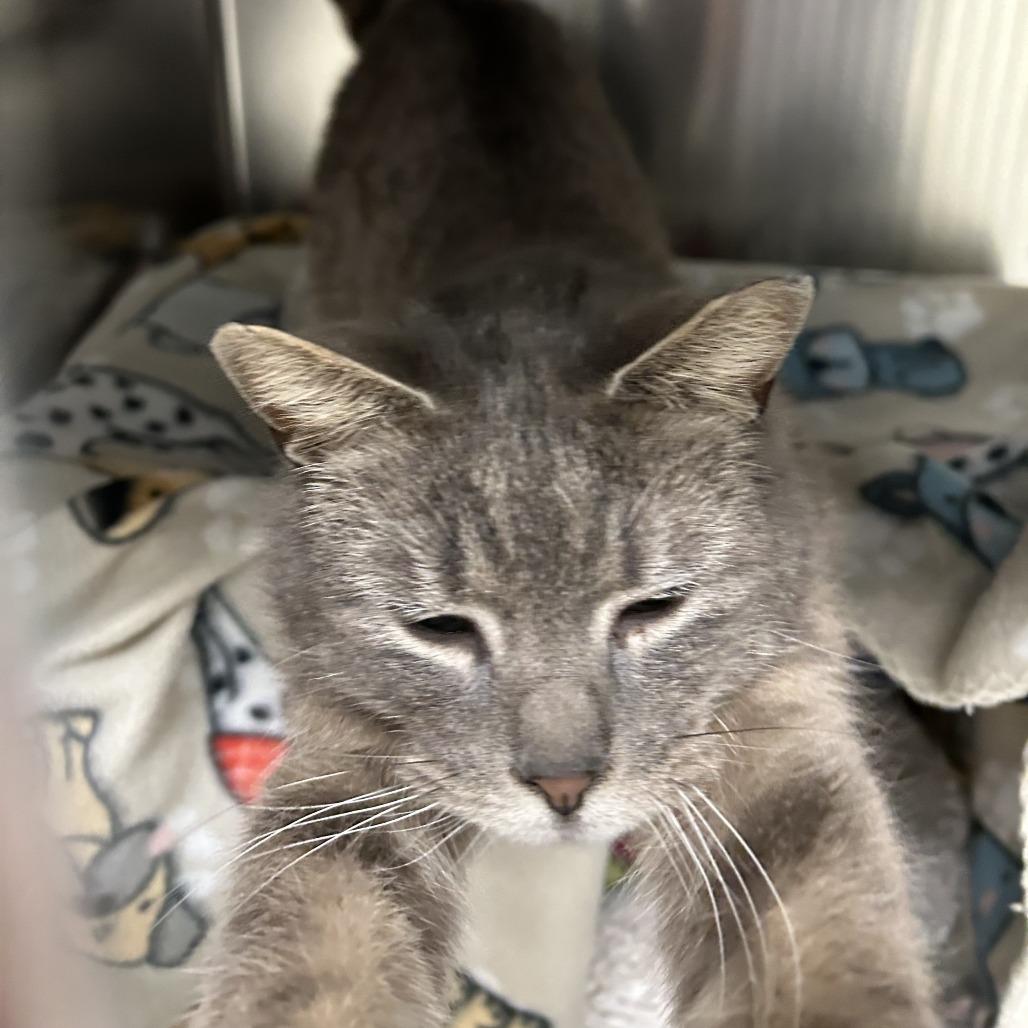 Candy Hearts, a Adoptable Domestic Short Hair in Charlottesville, VA image 4/6