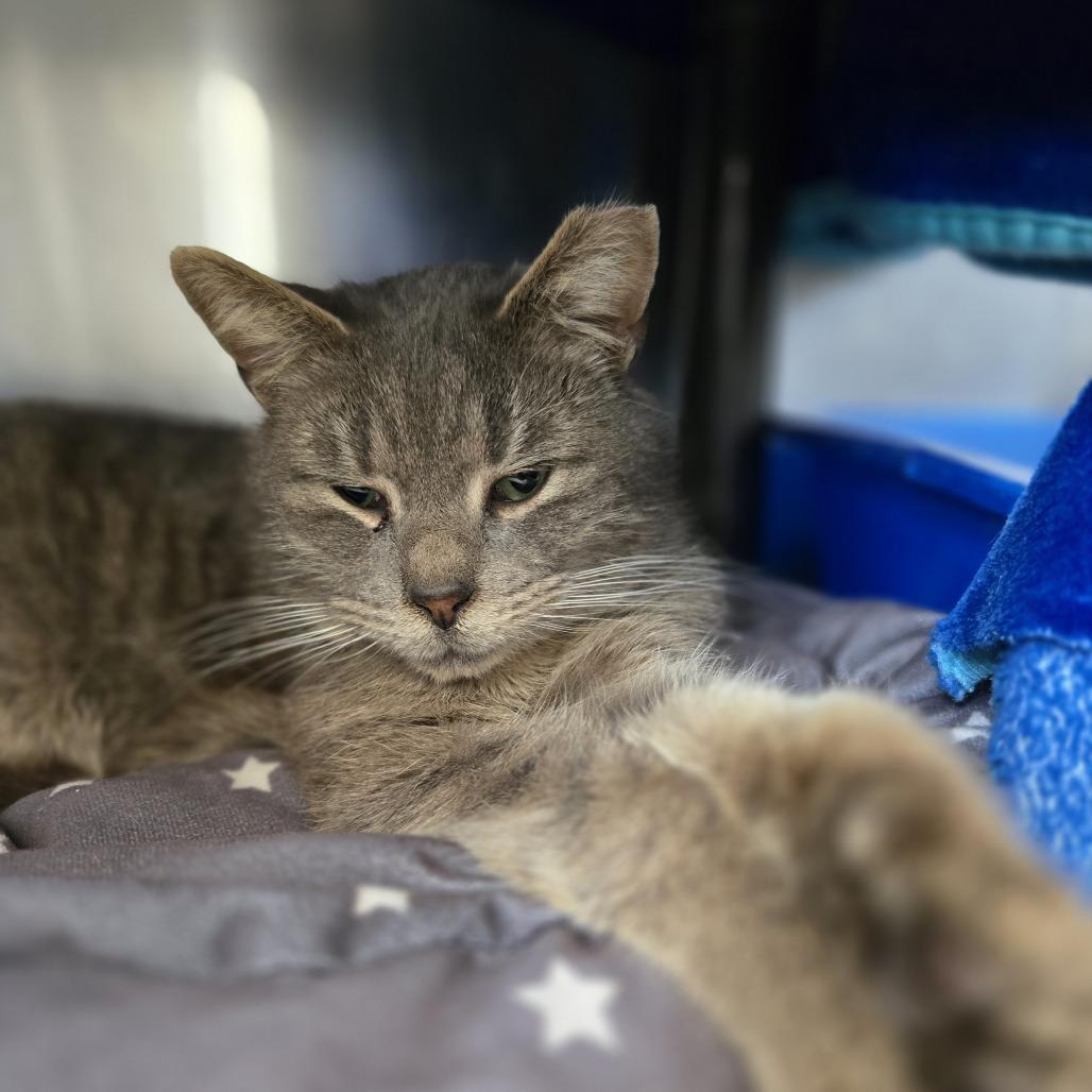 Candy Hearts, a Adoptable Domestic Short Hair in Charlottesville, VA image 5/6
