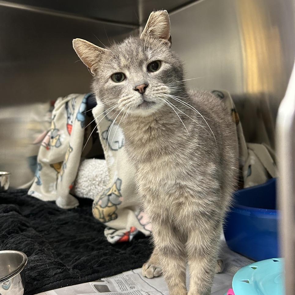 Candy Hearts, a Adoptable Domestic Short Hair in Charlottesville, VA image 6/6