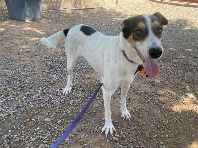 CHARMING, Adoptable, Adult Male Australian Cattle Dog / Blue Heeler & Mixed Breed.