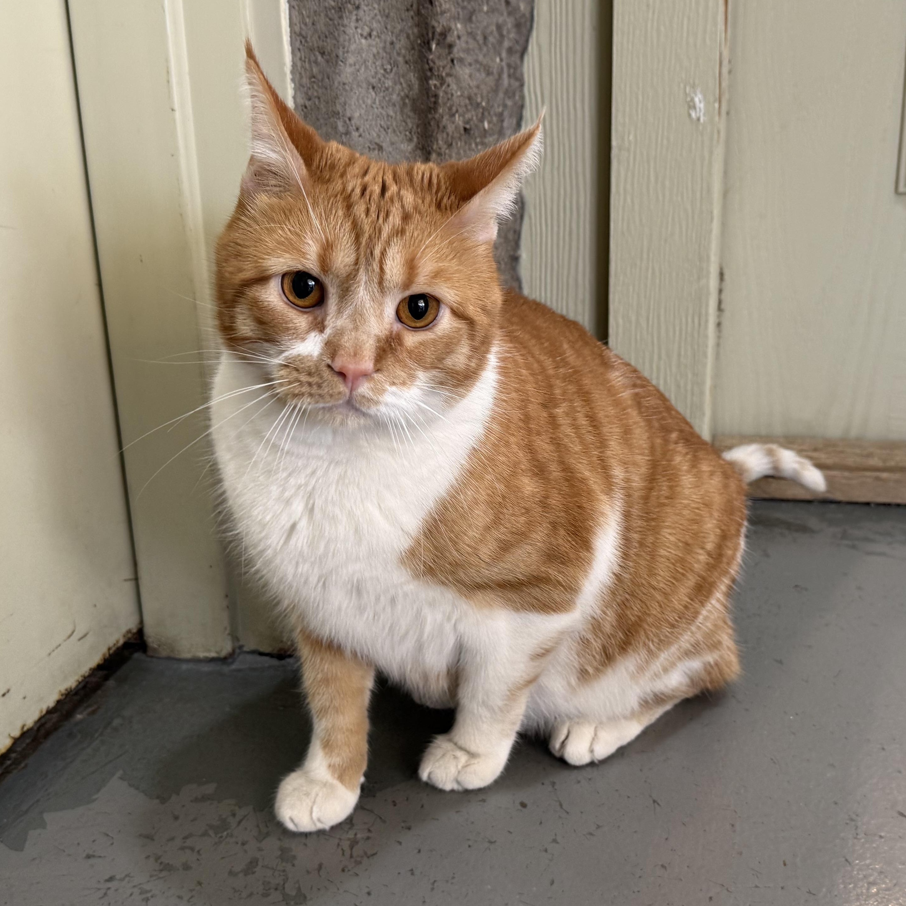 Enlarge Ollie, a Adoptable mixed breed in Latrobe, PA image 2/3