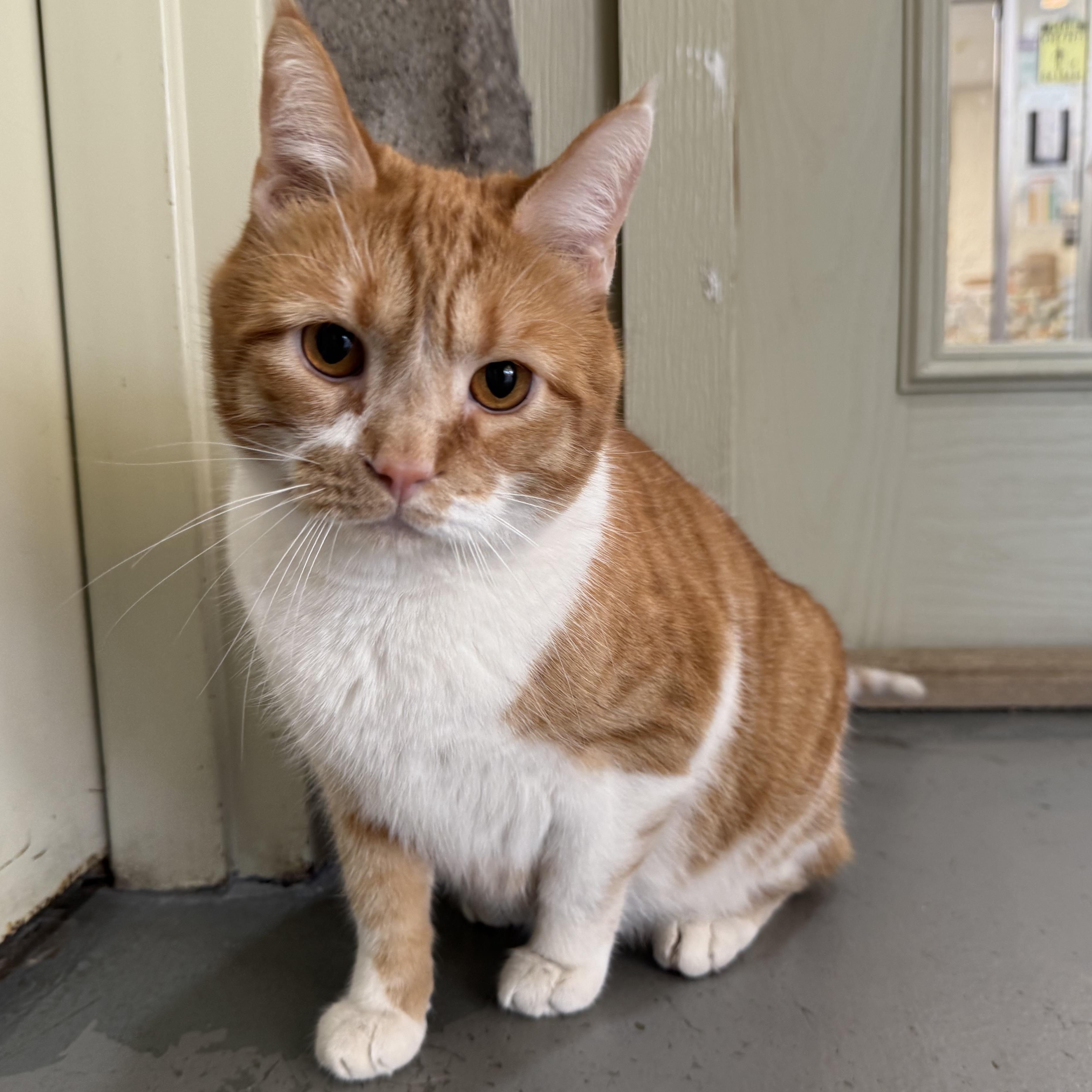 Enlarge Ollie, a Adoptable mixed breed in Latrobe, PA image 1/3