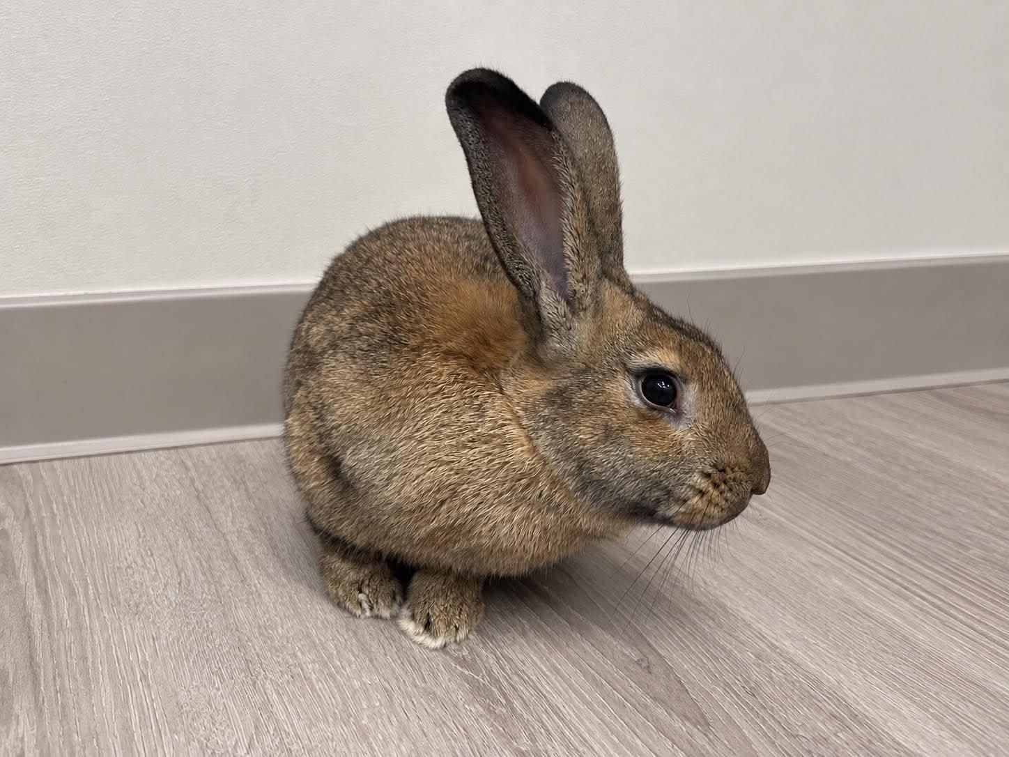 Rico, Adoptable, Adult Male Bunny Rabbit.