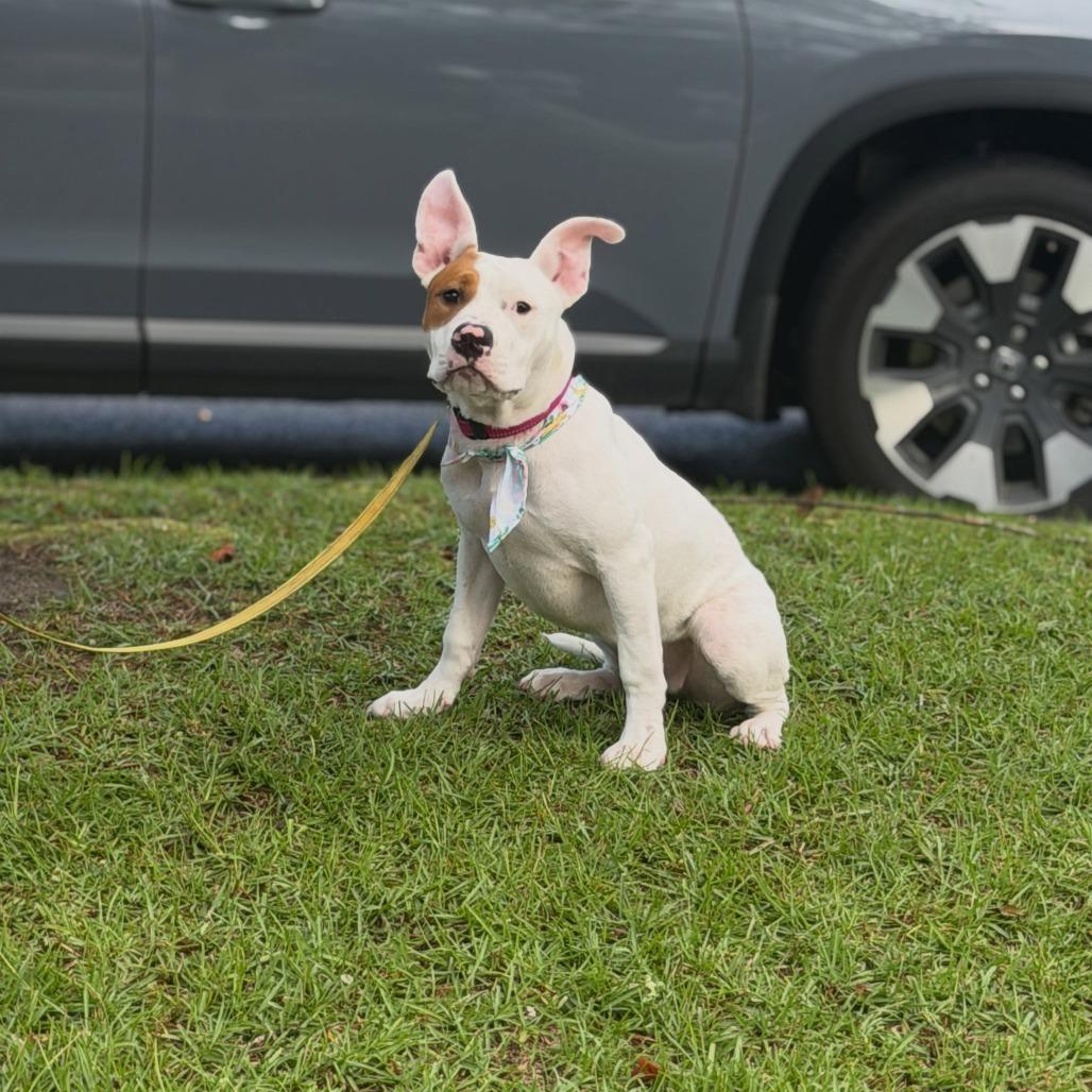 Bimbi, Adoptable, Puppy Female English Bulldog & Mixed Breed.