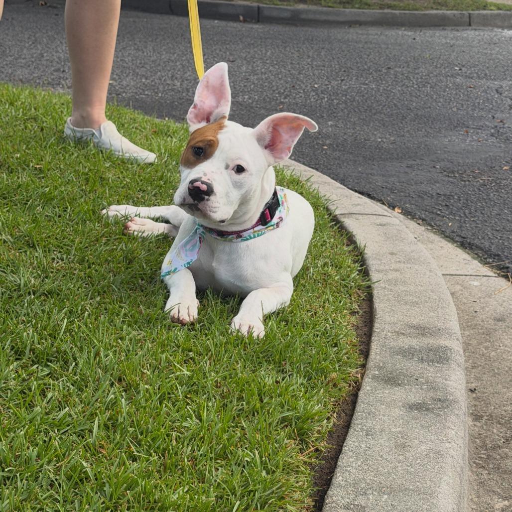 Enlarge Bimbi, a Adoptable mixed breed in North Charleston, SC image 2/4