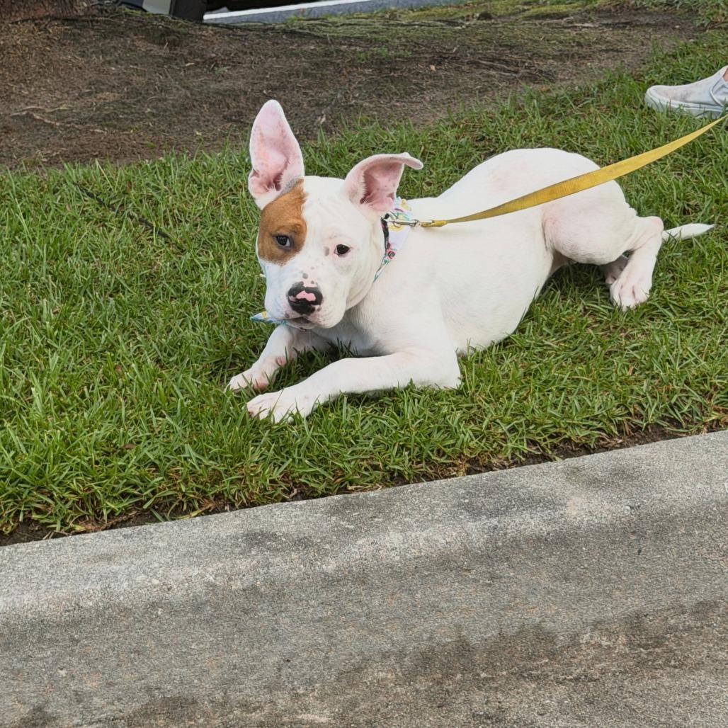 Enlarge Bimbi, a Adoptable mixed breed in North Charleston, SC image 3/4