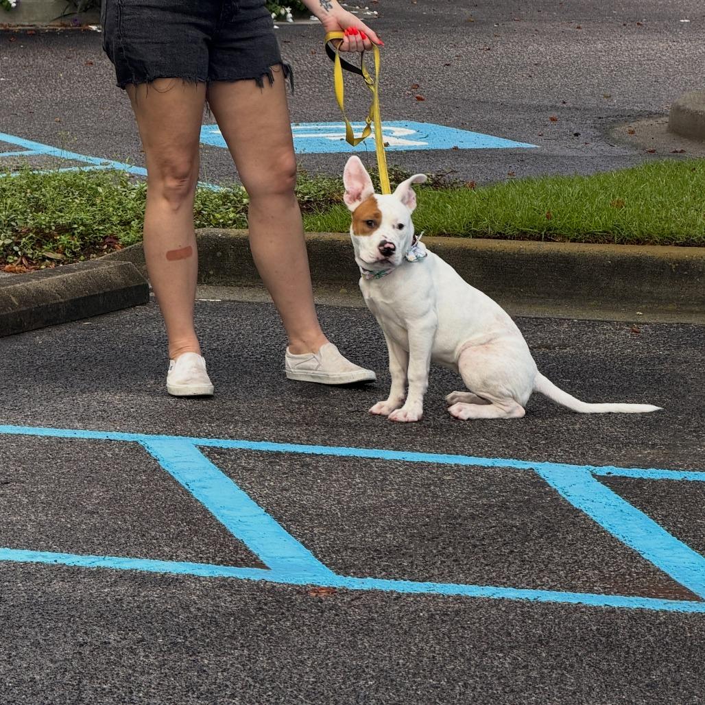 Enlarge Bimbi, a Adoptable mixed breed in North Charleston, SC image 4/4