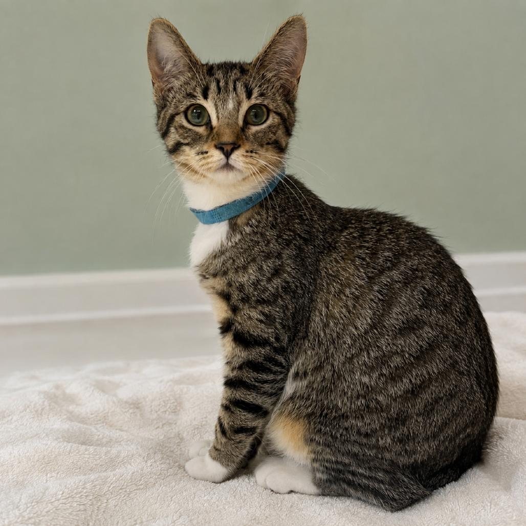 Enlarge Veronica Lake, a Adoptable Domestic Short Hair in Skokie, IL image 1/6