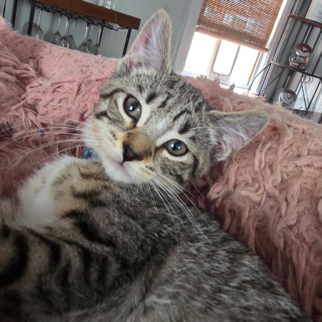 Enlarge Veronica Lake, a Adoptable Domestic Short Hair in Skokie, IL image 2/6
