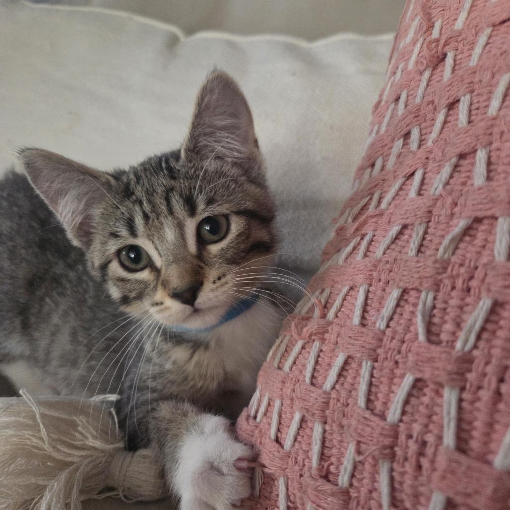 Enlarge Veronica Lake, a Adoptable Domestic Short Hair in Skokie, IL image 3/6