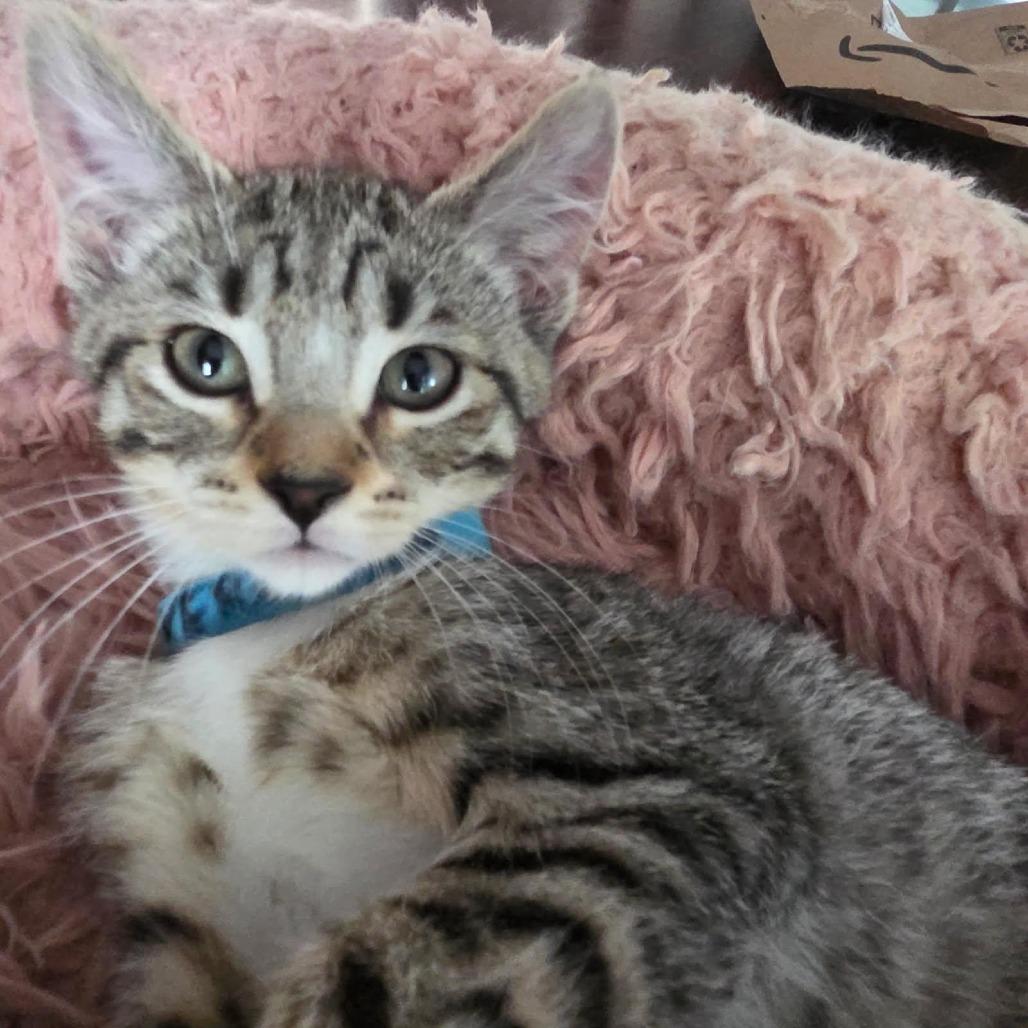 Enlarge Veronica Lake, a Adoptable Domestic Short Hair in Skokie, IL image 4/6