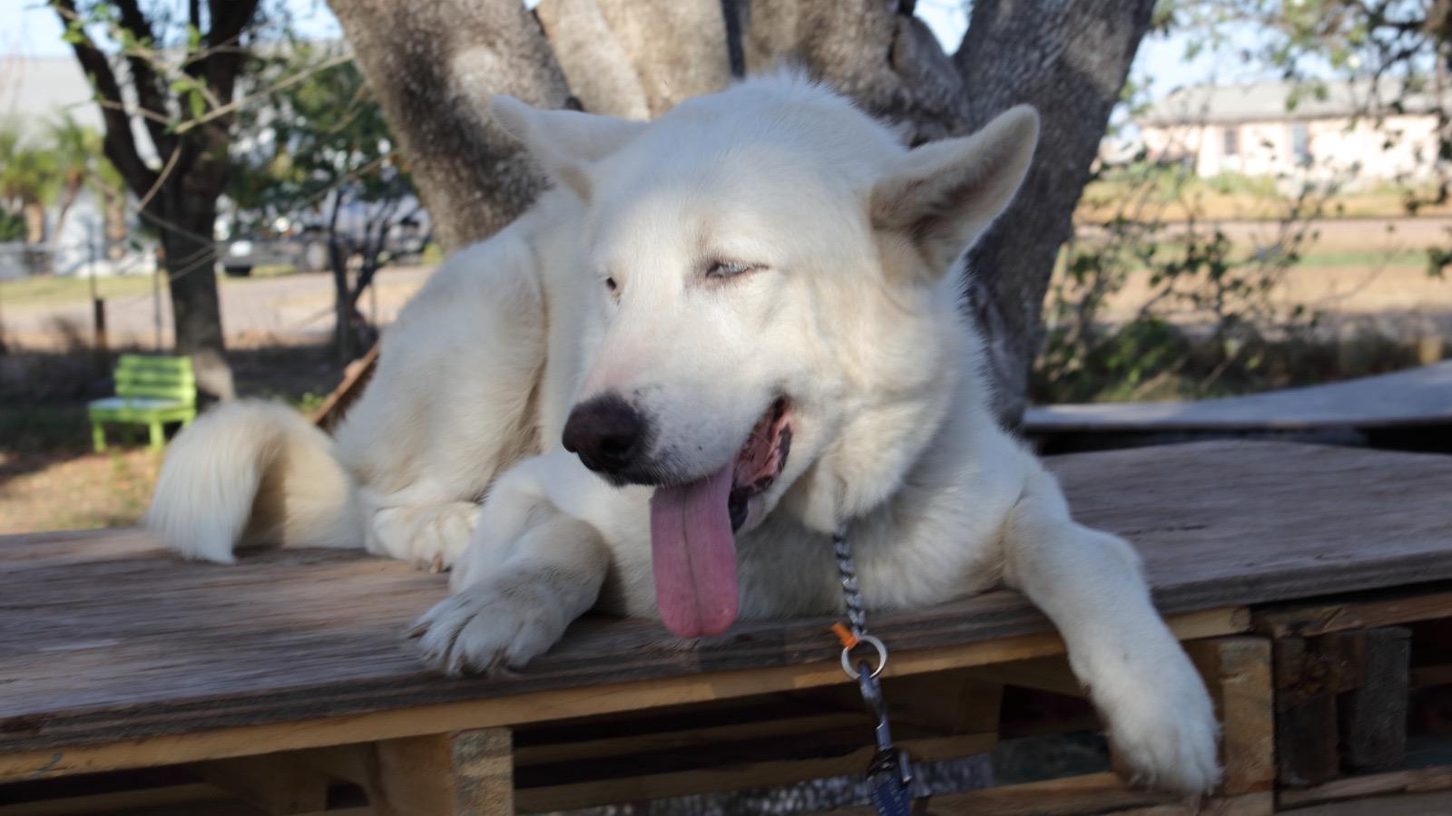 Max, an adopted mixed breed in Myrtle beach, SC image 3/4