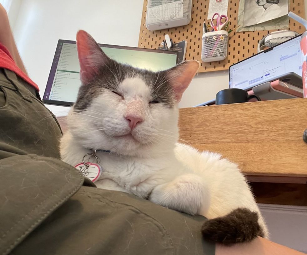 Anthony, a Adoptable mixed breed in Venice, CA image 2/4