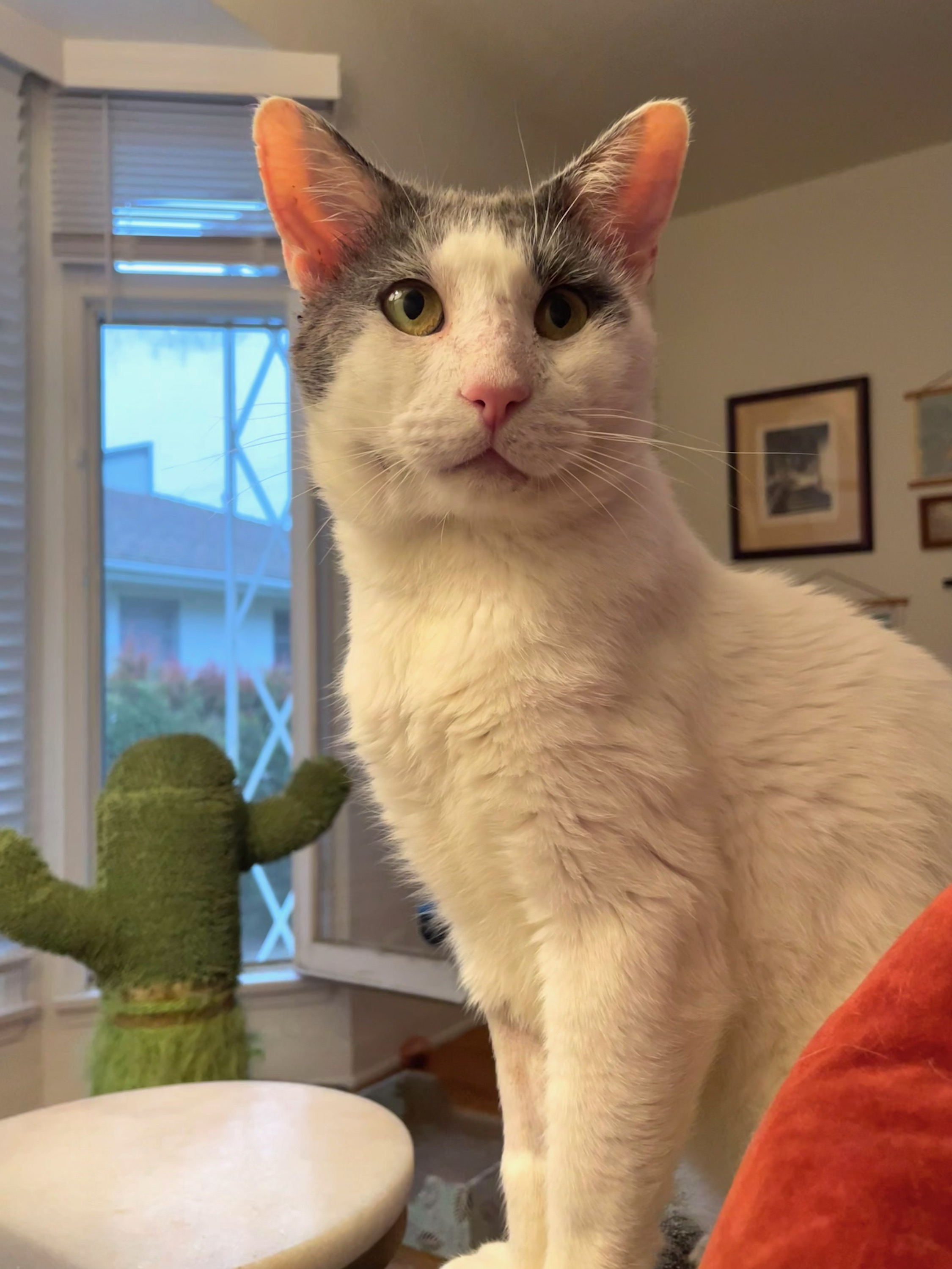 Anthony, a Adoptable mixed breed in Venice, CA image 3/4