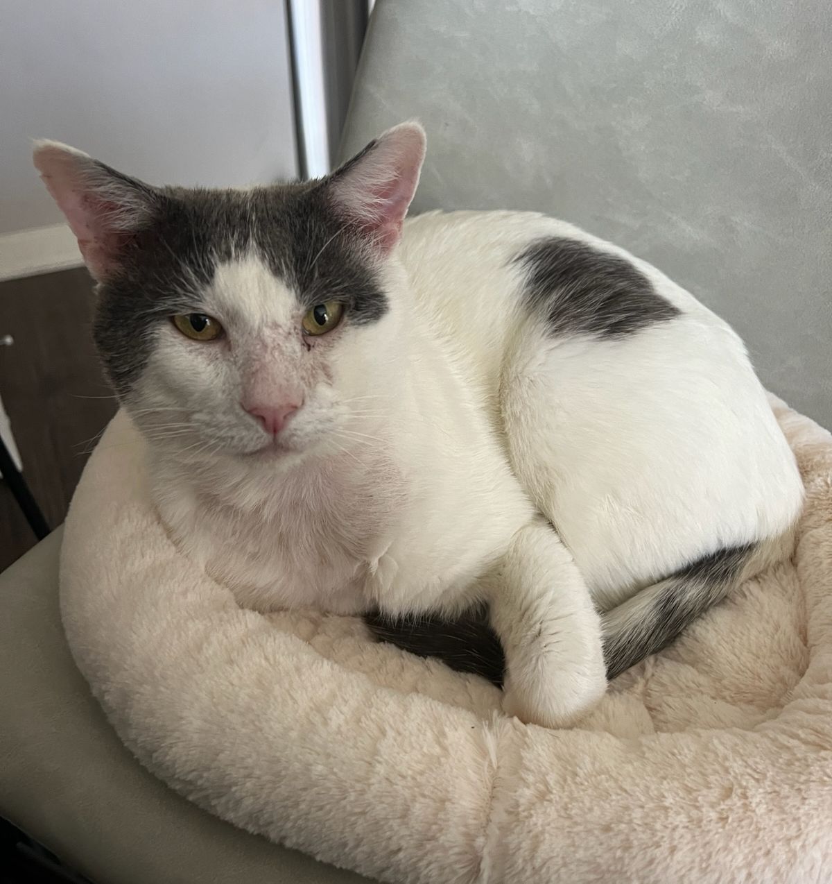 Anthony, a Adoptable mixed breed in Venice, CA image 4/4