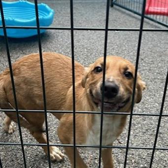 Enlarge Alan, a Adoptable Mixed Breed in Knoxville, TN image 1/1