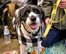 Martha Harlan, Adoptable, Adult Female Border Collie.