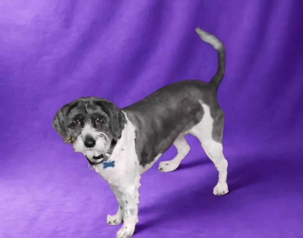 Martha Harlan, a Adoptable mixed breed in Indianapolis, IN image 2/4