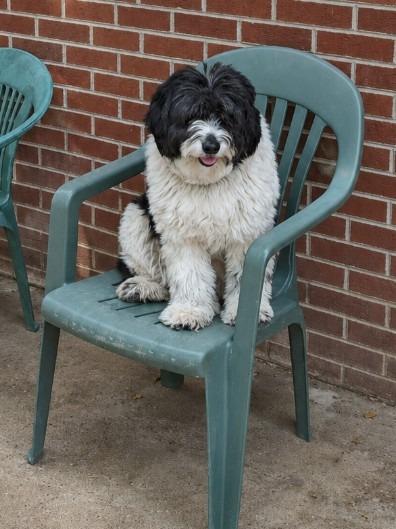 Enlarge Martha Harlan, a Adoptable mixed breed in Indianapolis, IN image 3/5