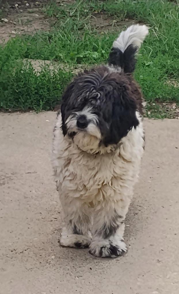 Enlarge Martha Harlan, a Adoptable mixed breed in Indianapolis, IN image 2/3