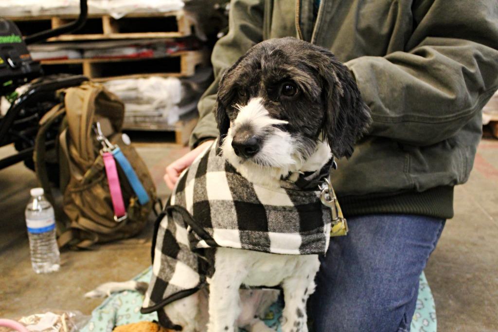 Martha Harlan, a Adoptable mixed breed in Indianapolis, IN image 4/4