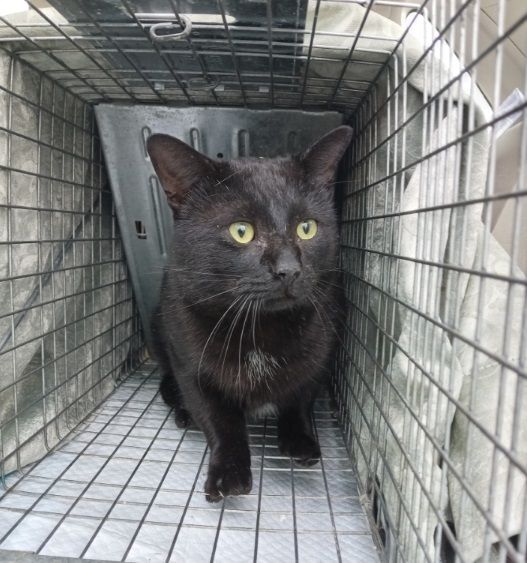 Carbon URGENT - FOSTER NEEDED!, an adoptable Domestic Short Hair, Bombay in Cookeville, TN, 38506 | Photo Image 4