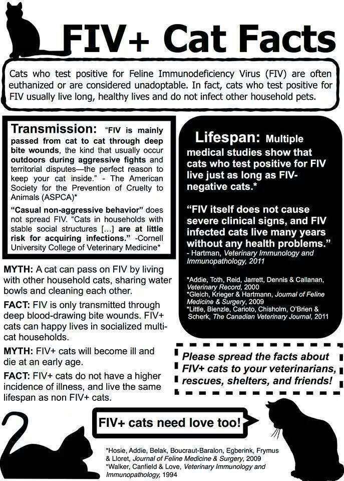 Carbon URGENT - FOSTER NEEDED!, a Adoptable mixed breed in Cookeville, TN image 5/6