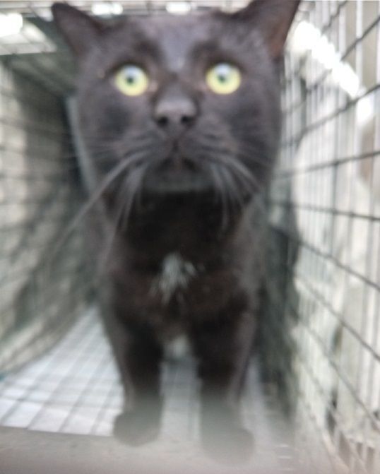 Carbon URGENT - FOSTER NEEDED!, an adoptable Domestic Short Hair, Bombay in Cookeville, TN, 38506 | Photo Image 3
