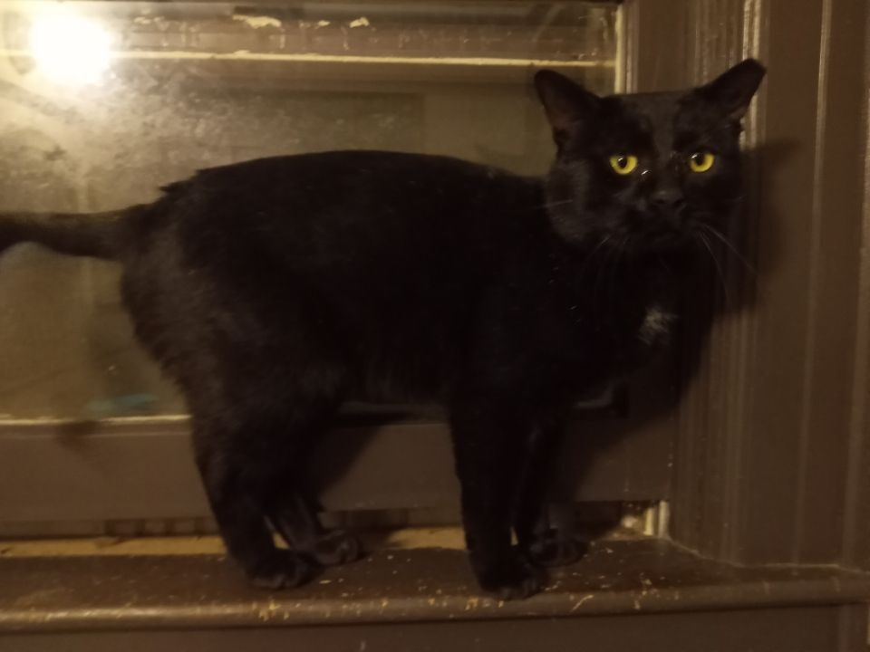 Carbon URGENT - FOSTER NEEDED!, an adoptable Domestic Short Hair, Bombay in Cookeville, TN, 38506 | Photo Image 2