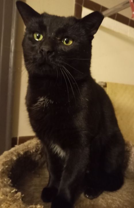 Carbon URGENT - FOSTER NEEDED!, an adoptable Domestic Short Hair, Bombay in Cookeville, TN, 38506 | Photo Image 1