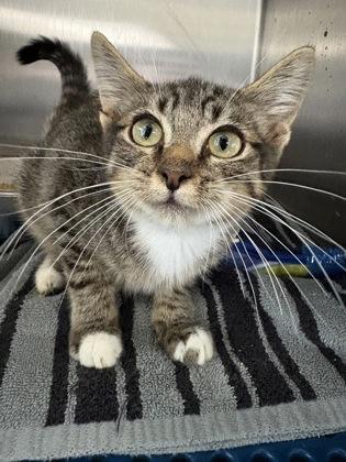 Enlarge Rowan, a Adoptable Domestic Short Hair in Havelock, NC image 2/2