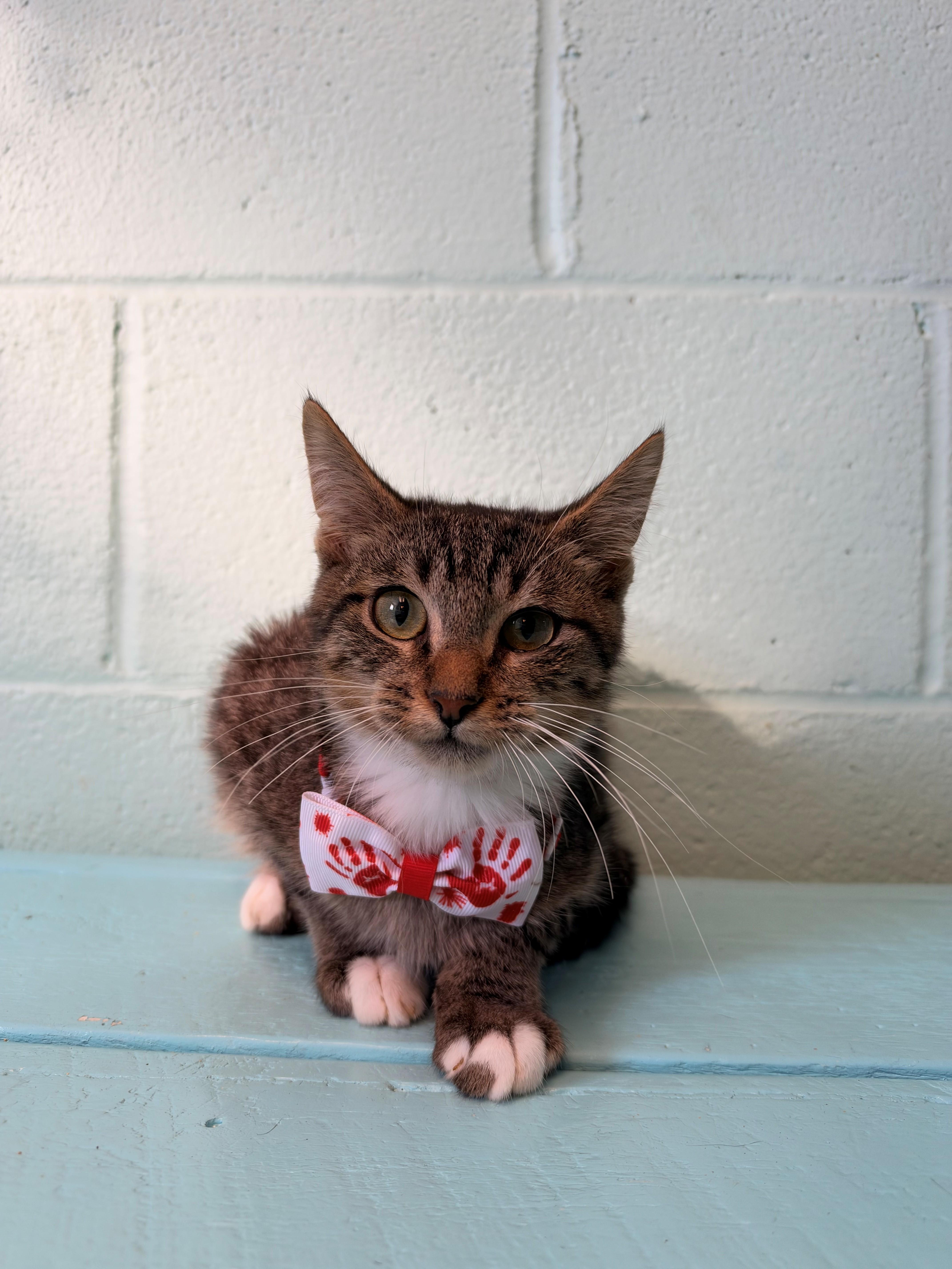 Enlarge Rowan, a Adoptable Domestic Short Hair in Havelock, NC image 1/2