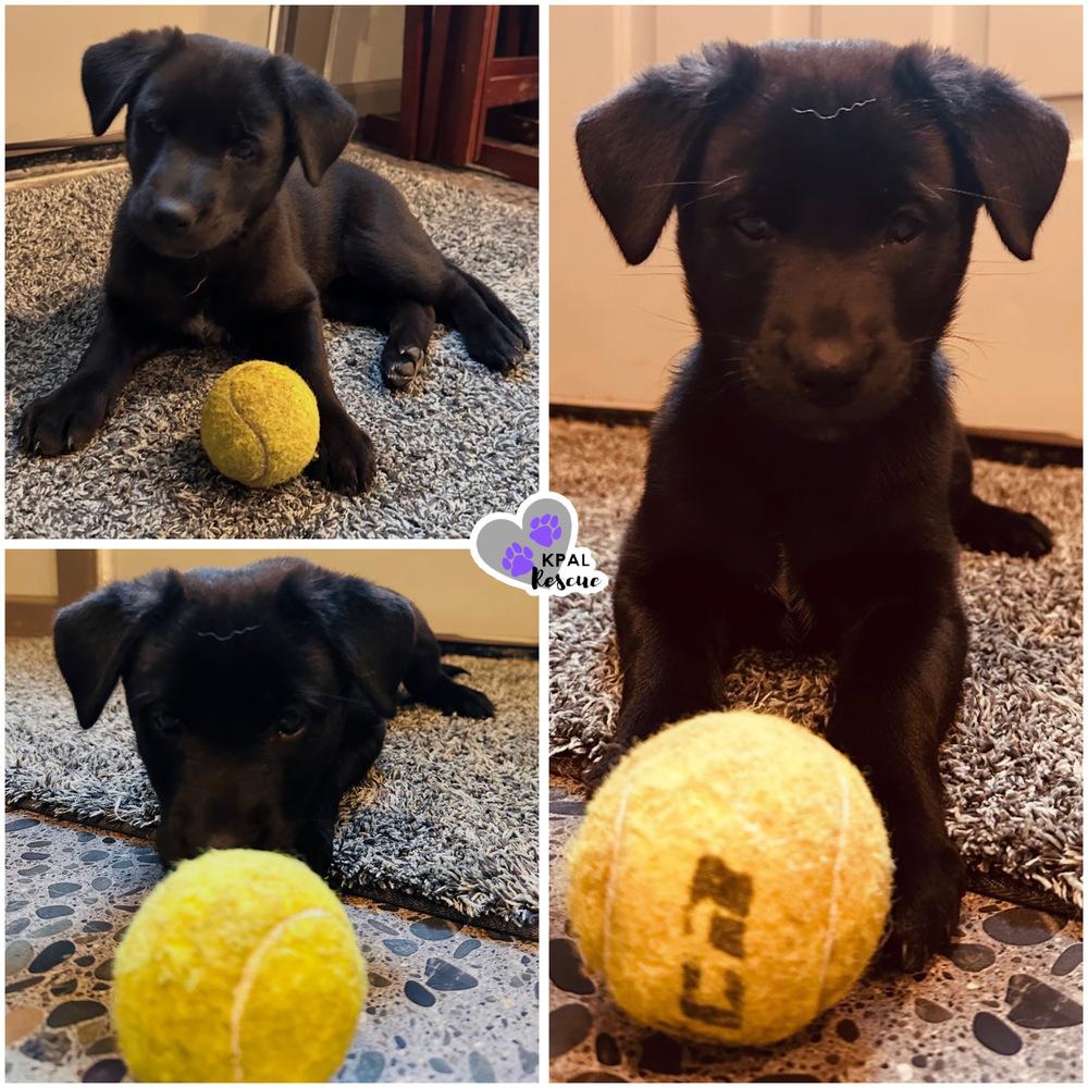 Baby Spice - Spice Girls Litter, Adoptable, Puppy Female Mixed Breed & Mixed Breed.